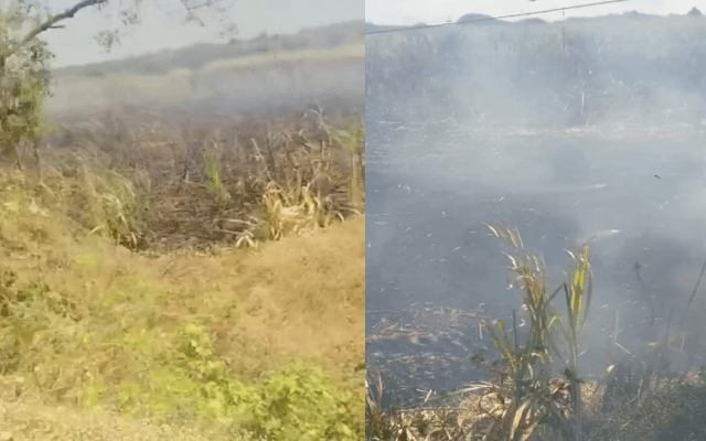 Sugarcane fields gutted in fire