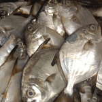 Domesticated fish worth lakhs of rupees killed in Netravathi river