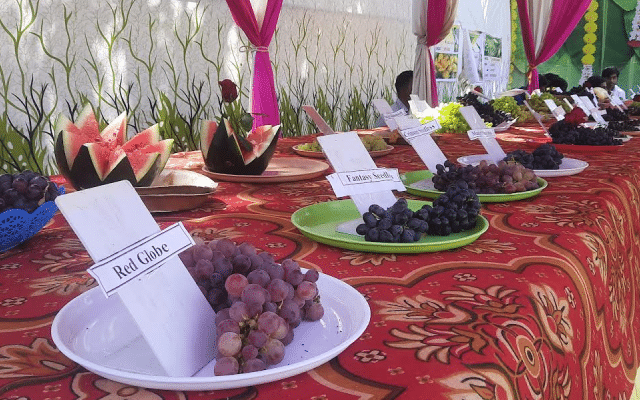 Grape Exhibition, first of its kind event starts with good response