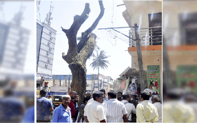 Hassan: Environmentalists protest against axe attack on huge tree