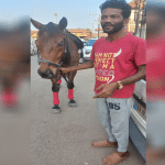 Mysore Race Horse in Karkala
