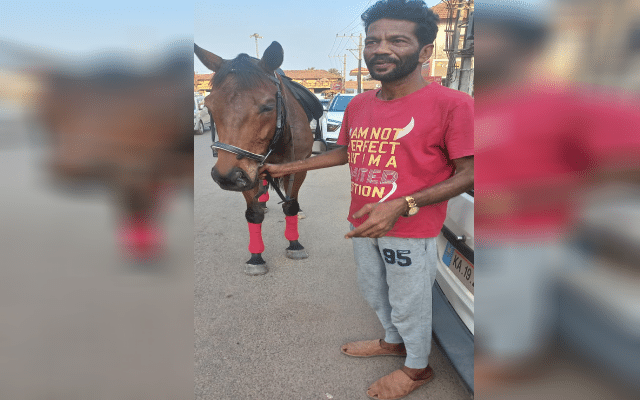 Mysore Race Horse in Karkala