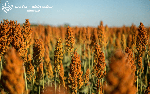 Do you know what's special about Sorghum
