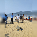 The forest department has preserved the sea turtle
