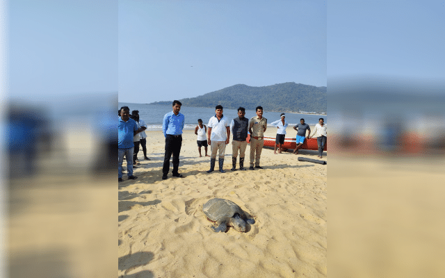 The forest department has preserved the sea turtle