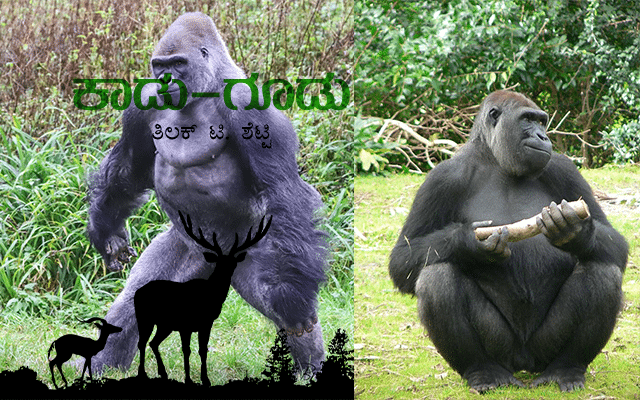 Gorillas: herbivorous big apes that live on the ground