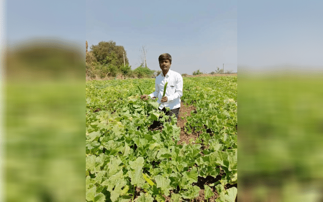 A farmer who grew cucumber saplings successfully