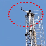 Another employee climbs mobile tower in Dharwad