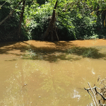 Belthangady: Mrutyunjaya river water contaminated