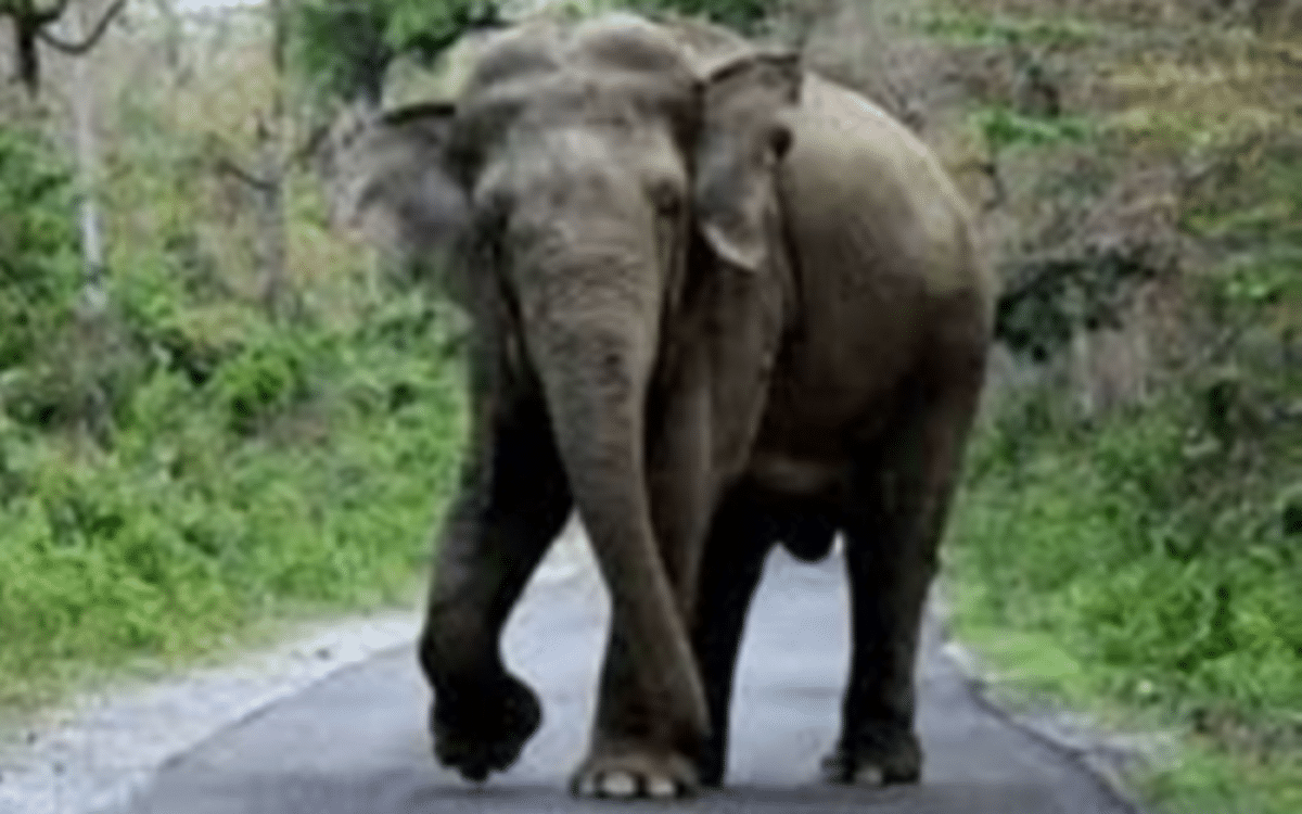 TN: 2 killed in separate incidents of wild elephant attacks