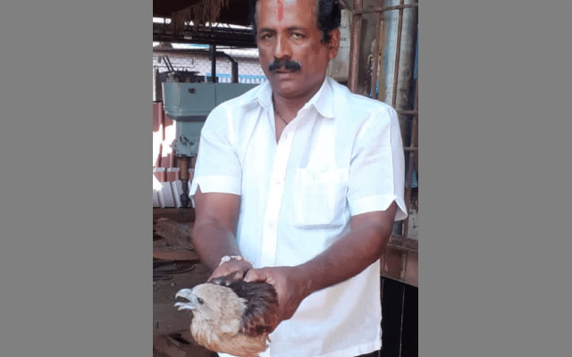 Tumakuru: Garuda bird rescued in Nittur