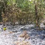 Fire breaks out near Majalu in Charmadi gram panchayat limits