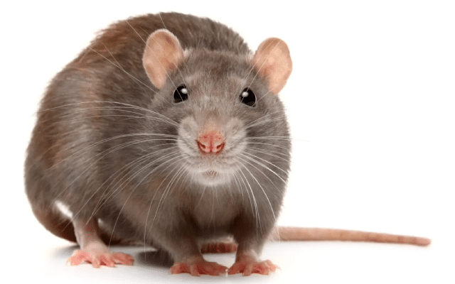 New York: Omicron mutant infection in mice