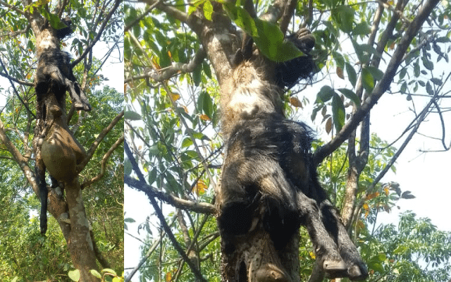 Kadaba: Leopard hangs itself from a tree after half-eating goat