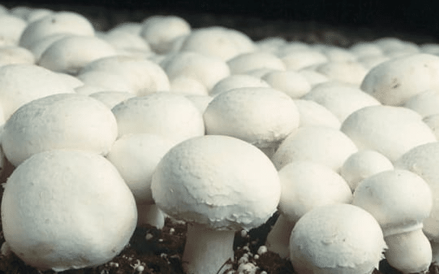 Odor from mushroom plant in Tiruvail, locals protest