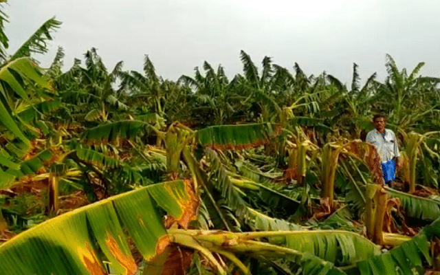 Banana crop damaged due to hailstorm