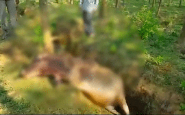 A cow was killed in a tiger attack in Wodeyarpura.