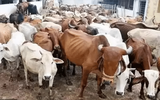 More than 40 cattle die due to mysterious disease