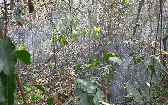 belthangady-fire-breaks-out-in-neria-ujire-areas