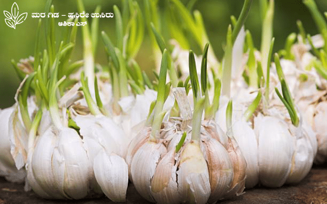 Here are some information for the garlic crop