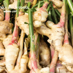 Here are some useful information about ginger