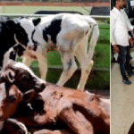 Hassan: Rescuing calves left behind by farmers at a market