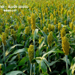 Here are some information about Foxtail millet cultivation