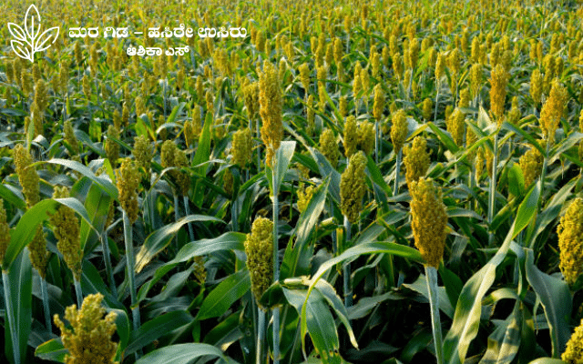 Here are some information about Foxtail millet cultivation