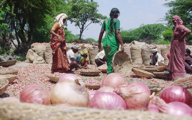 Onion prices fall as farmers in vijayapura district shed tears