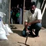 Nanjangud: Golur Snake Basavaraj rescues a cobra in the kitchen