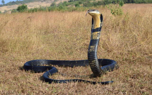 Karkala: 17-foot king cobra captured