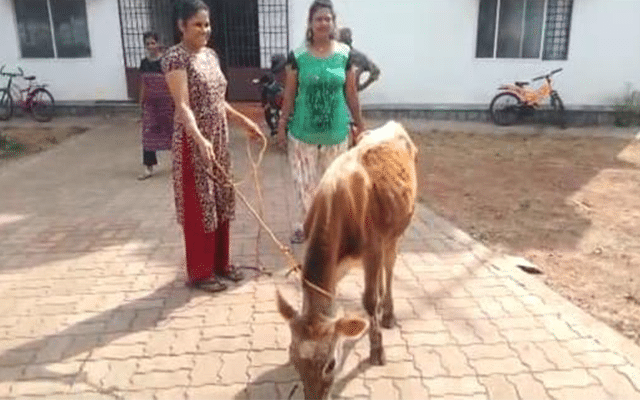 Doddanagudde: Rescue of calf in a helpless condition, admitted to Nandagokula Ashram