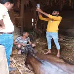 Ullal: Four cattle critical after consuming green leafy vegetables, one dead, treated by a team of veterinary doctors