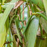 Guidance for vanilla crop cultivation