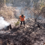 Belalu: Fire breaks out in Koyyur forest