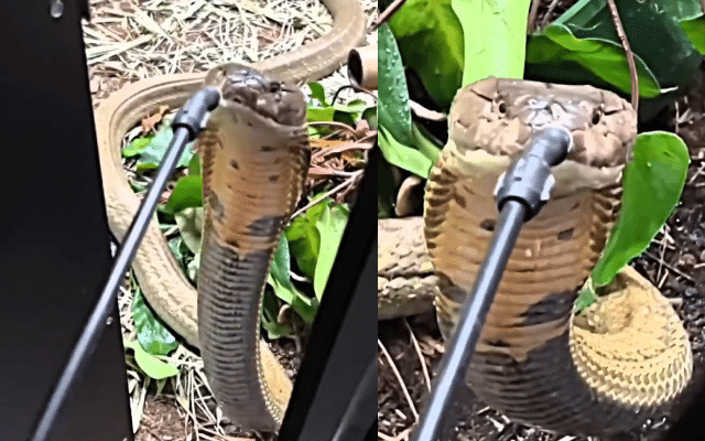 King cobra turns to piped water to quench its thirst!