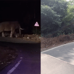 Wild elephant spotted at Charmadi Ghat, motorists panic