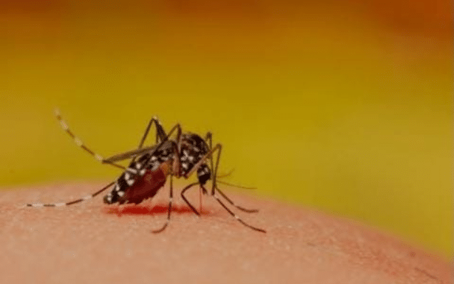 At least 40 people have died due to dengue fever.