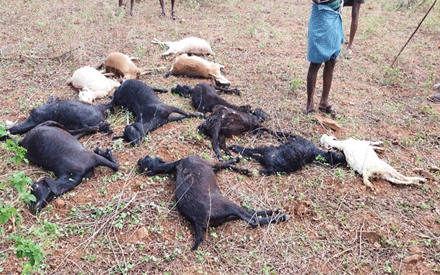 Chamarajanagar: 12 goats killed in lightning strike