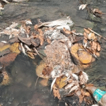 fish death at subramanya river