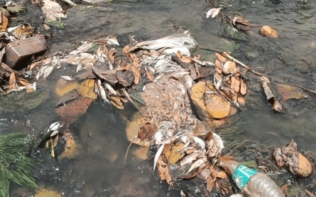 fish death at subramanya river