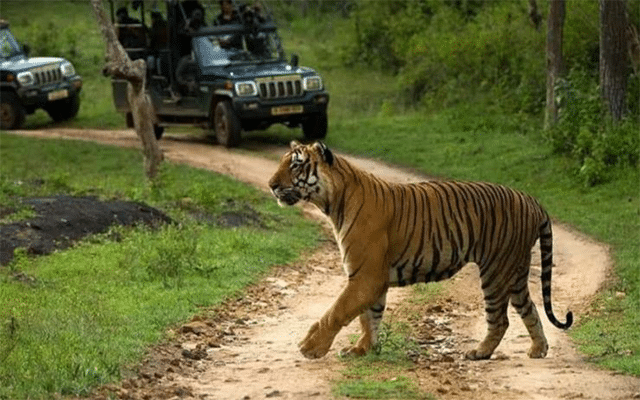 Chamarajanagar: Safari ban in Bandipur