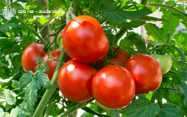 Here are some useful information about tomato crop
