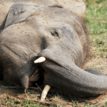 Body of male elephant found in Uttar Pradesh's Bijnor