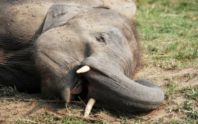 Body of male elephant found in Uttar Pradesh's Bijnor