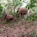 Kadaba: 2 wild elephants in Renjiladi