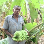 Banana crop destroyed due to heavy rains accompanied by storm