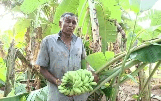 Banana crop destroyed due to heavy rains accompanied by storm