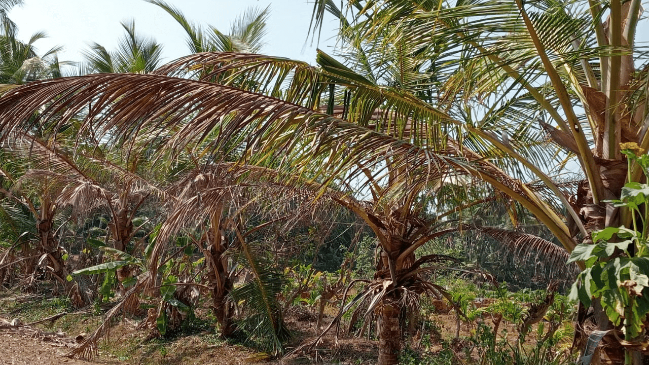 Arecanut, coconut trees bow down to the heat of sunlight