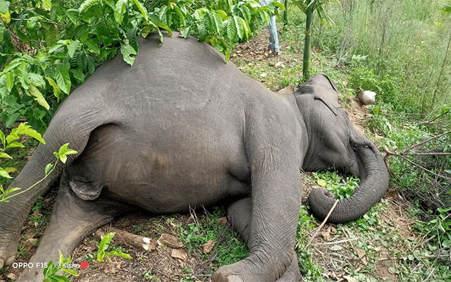 Kodagu: Wild elephant dies due to bullet injuries